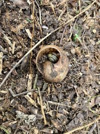 High angle view of shell on field