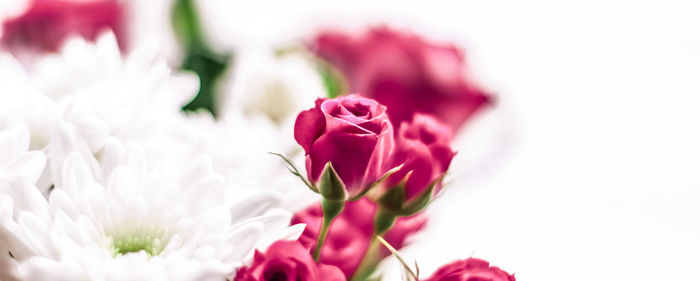 Close-up of flowers against white background