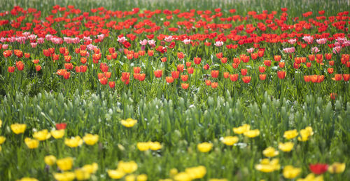 Red flowering plants on field