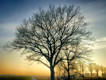 Bare trees on landscape against sky