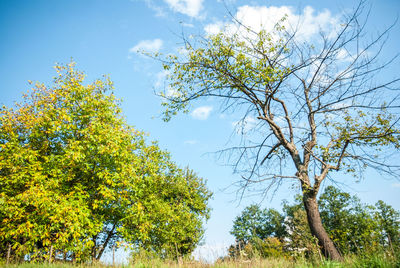 Low angle view of trees against sky