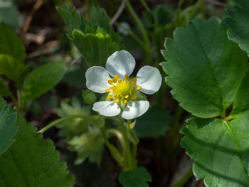 Close-up of white flowering plant