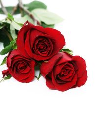 Close-up of red rose against white background