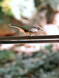 Close-up of bird flying against blurred background
