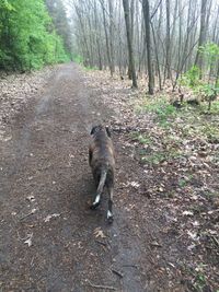 Horse in forest