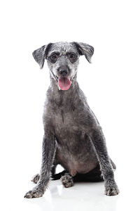 Portrait of dog sitting against white background