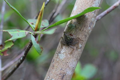 Close-up of tree trunk