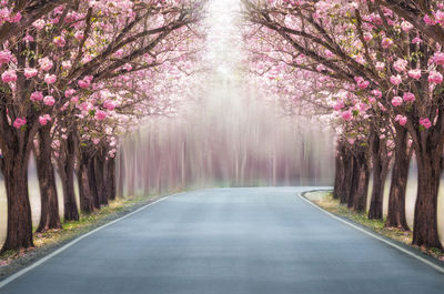 View of flowering trees by road