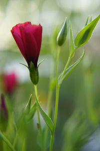 Close-up of red flowering plant