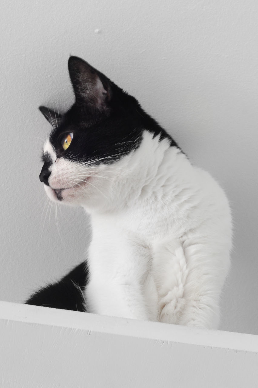 CLOSE-UP OF CAT SITTING ON WALL