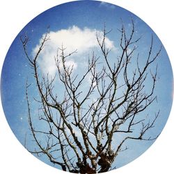 Low angle view of bare trees against sky