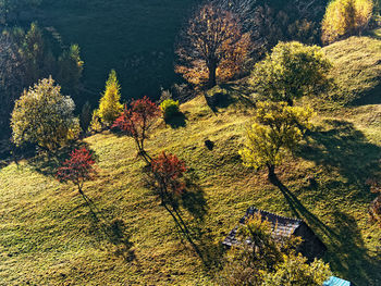 High angle view of plants growing on land