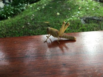 Close-up of grasshopper on wood