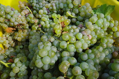 Full frame shot of grapes