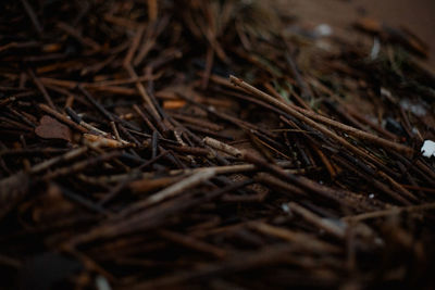 Close-up of dried plant on field