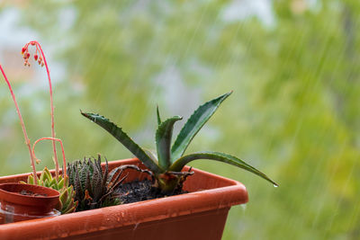 Close-up of potted plant