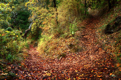 Trees in forest