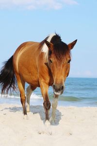 Horse at beach against blue sky