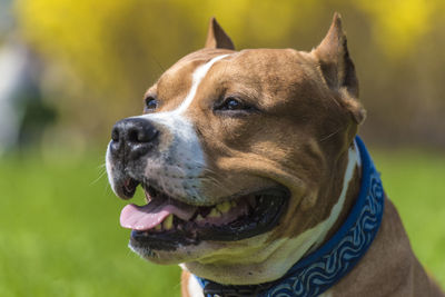 Close-up of dog looking away