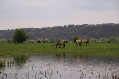 Horses grazing on field against sky