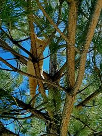 Low angle view of trees