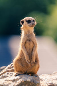 Meerkat sitting on rock