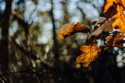 Close-up of dry maple leaves on tree