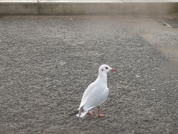 High angle view of seagull perching on beach