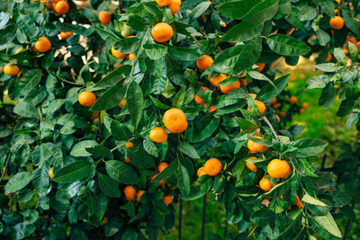 Orange fruits on tree