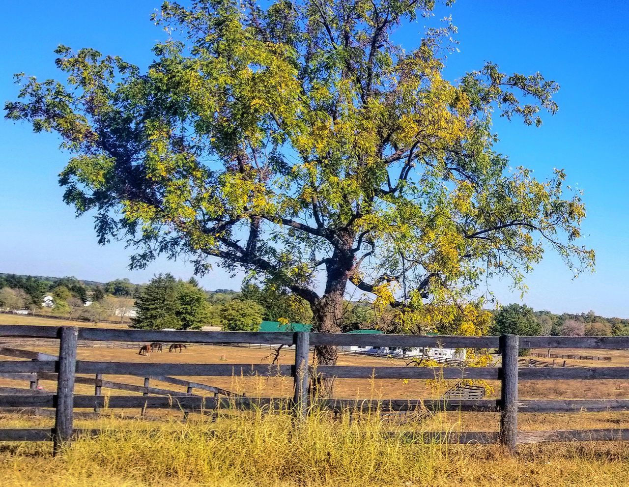 VIEW OF TREES ON FIELD