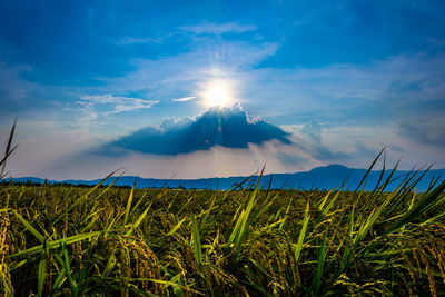 Scenic view of field against bright sun