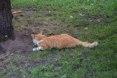 Full length of ginger cat on field