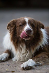 Close-up portrait of dog