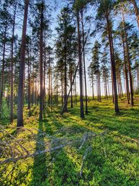 Pine trees in forest