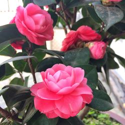 Close-up of pink flowers blooming outdoors