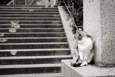 Cat sitting on staircase