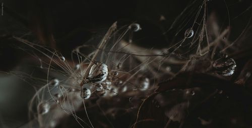 Close-up of spider on web