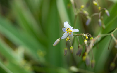 Close-up of flowering plant