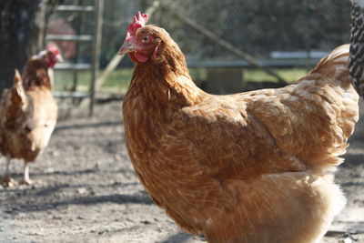 Close-up of rooster