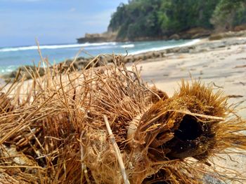 Close-up of dry plant on beach against sky