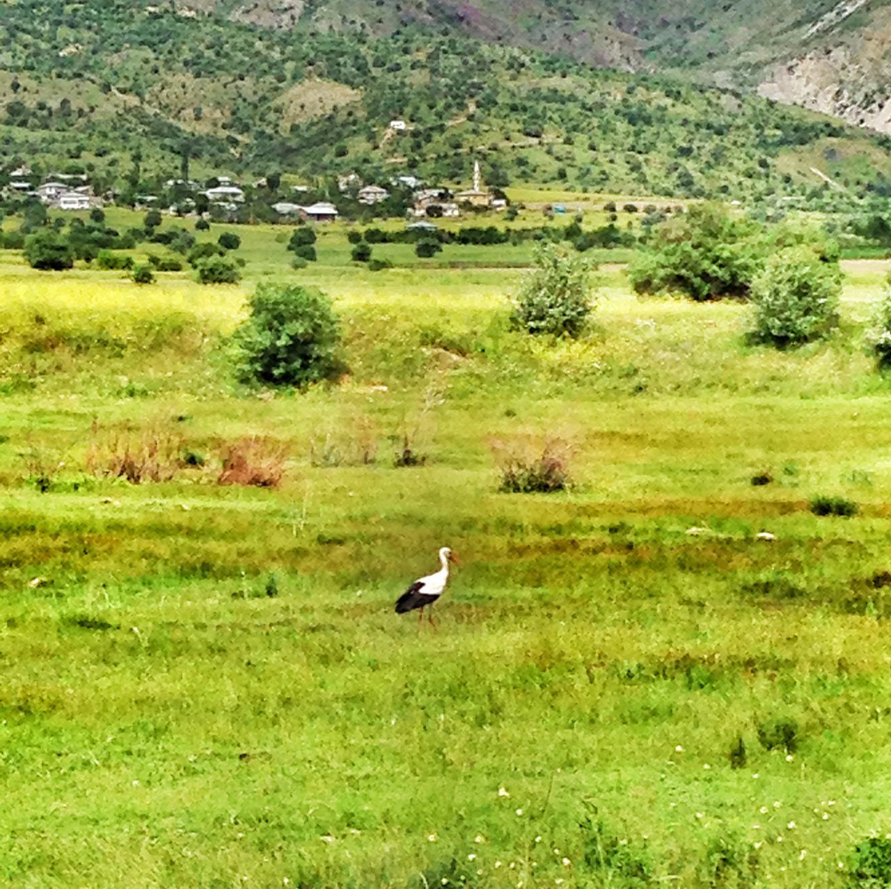 grass, animal themes, field, green color, bird, grassy, landscape, wildlife, animals in the wild, nature, rural scene, growth, beauty in nature, tree, tranquility, one animal, grazing, tranquil scene, high angle view, outdoors