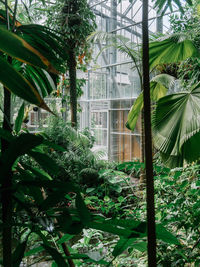 Plants growing in greenhouse