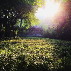 Sun shining through trees