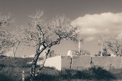 Bare trees on field against sky