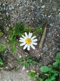 Close-up of white daisy flower