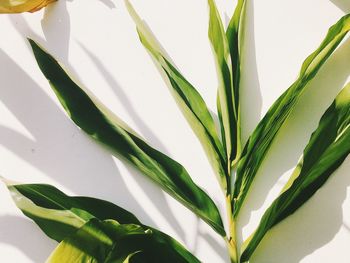 Close-up of plant against white wall