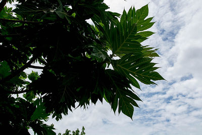 Low angle view of leaves against sky