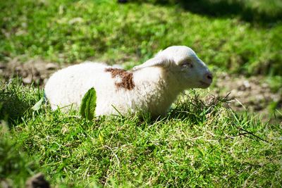 Sheep in a field