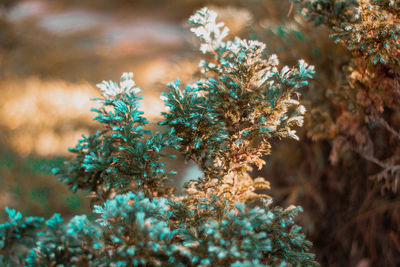 Close-up of flowers on tree