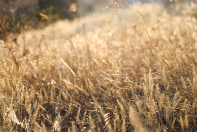 Close-up of wheat growing on field